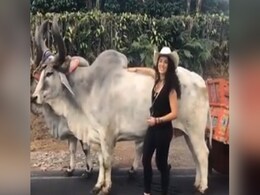 बैल से डरी 'पापा की परी', पोज देने के चक्कर में हुआ ये हाल, देखें VIDEO बैल से डरी 'पापा की परी', पोज देने के चक्कर में हुआ ये हाल, देखें VIDEO