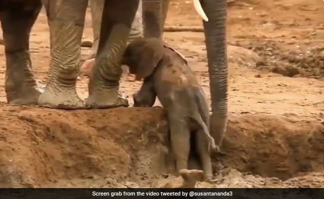 गड्ढे में गिर गया हाथी का बच्चा, तो हाथियों ने घुटने पर बैठकर अपनी सूंड के सहारे निकाला बाहर