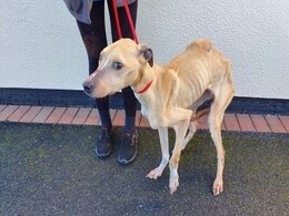 मालकिन के कारण कुत्ते का हुआ बुरा हाल, खाना न मिलने पर अपनी ही पूंछ खाने पर हो गया मजबूर! मालकिन के कारण कुत्ते का हुआ बुरा हाल, खाना न मिलने पर अपनी ही पूंछ खाने पर हो गया मजबूर!