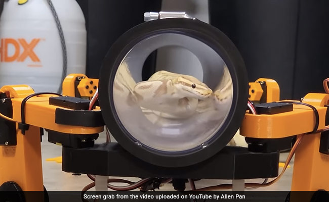 Viral Video : YouTuber ने सांप के लिए बनाए "Robotic Legs", हैरत में इंटरनेट