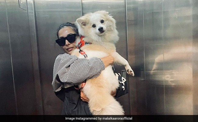 Malaika Arora's Midweek Blues-Buster - Her Pet Pooch Casper