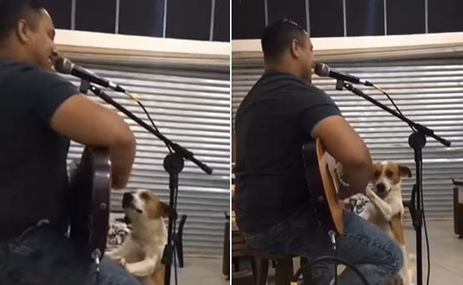 लाइव म्यूजिक सुनने पहुंचा स्ट्रे डॉग गिटार बजाने की जिद पर अड़ा, देखें Viral Video