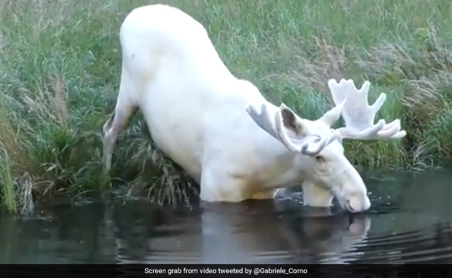 तालाब में डुबकी लगाते दिखा दुर्लभ सफेद हिरण, अद्भुत नज़ारा देख हैरान हुए लोग, कहा- प्रकृति की सबसे खूबसूरत चीज़