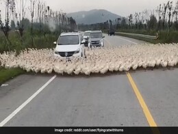 Viral video: हज़ारों बत्तखों ने घेर ली कार, लोगों ने कहा- ये बत्तख आख़िर चाहते क्या हैं यार? Viral video: हज़ारों बत्तखों ने घेर ली कार, लोगों ने कहा- ये बत्तख आख़िर चाहते क्या हैं यार?