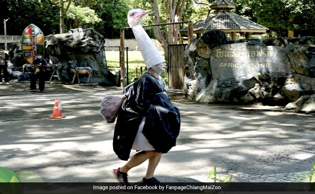 Man Dresses Up As Ostrich And Runs Amok In Thailand Zoo. Here's Why