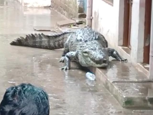 Video: Crocodile Enters Madhya Pradesh Housing Colony Amid Heavy Rain