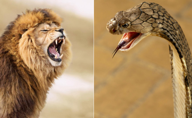 जंगल के राजा से भिड़ गया किंग कोबरा, रोंगटे खड़े कर देगा VIDEO