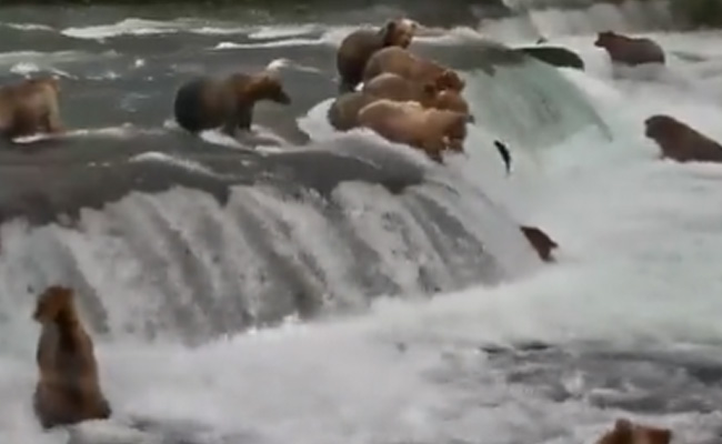 भालुओं के झुंड ने मजे से झरने में बैठकर की दावत, खुद मछलियां बन रही पकवान