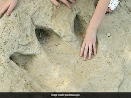 Scientists Discover A New Dinosaur Species From Footprints In Brazil Scientists Discover A New Dinosaur Species From Footprints In Brazil