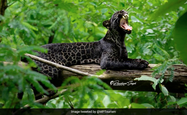Watch: Rare Black Panther Spotted In Madhya Pradesh After 2 Years