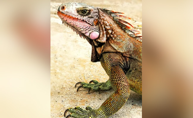 Iguanas Reproducing On Galapagos Islands More Than A Century After Disappearing: Report