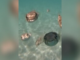 गहरे समुद्र में दिखीं इंसानों की तरह मुस्कुराती मछलियां! नेटिजंस ने कहा 'हैप्पी फेस' गहरे समुद्र में दिखीं इंसानों की तरह मुस्कुराती मछलियां! नेटिजंस ने कहा 'हैप्पी फेस'