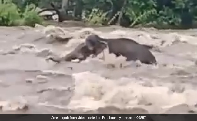 Watch: Elephant Stranded In Middle Of Kerala River For Several Hours