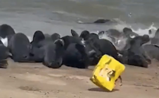 Watch: Plastic On Beach Scares Seals