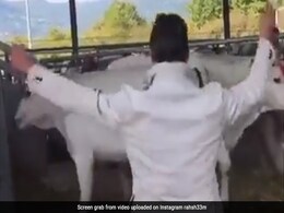 गाय को डंडे से मार रहा था शख्स, बछड़े ने छलांग मारकर किया कुछ ऐसा, तुरंत मिला बुरे कर्म का फल गाय को डंडे से मार रहा था शख्स, बछड़े ने छलांग मारकर किया कुछ ऐसा, तुरंत मिला बुरे कर्म का फल