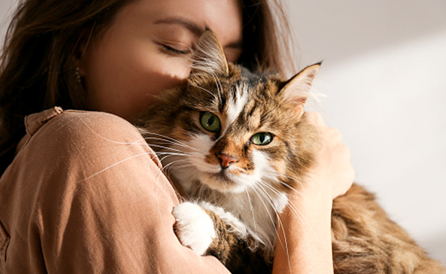 International Cat Day 2022: अपनी पालतू बिल्ली का रखना चाहते हैं खास ख्याल तो जान लीजिए ये 5 टिप्स, Cat भी रहेगी खुश