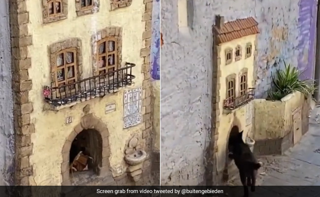 Watch: Kitten Enters Its Beautiful Home On A Street, Internet Surprised
