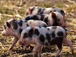 US Supreme Court Baffled Over High Cost Of Bacon After New California Law US Supreme Court Baffled Over High Cost Of Bacon After New California Law