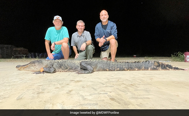 Two Brothers In US Catch Over 10-Feet-Long Alligator, Officials Say It Could Be 100 Years Old