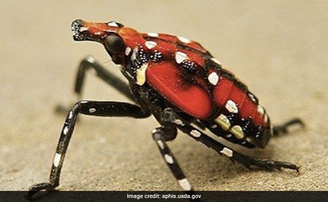 Invasive Spotted Lanternfly Back In Parts Of US: Report