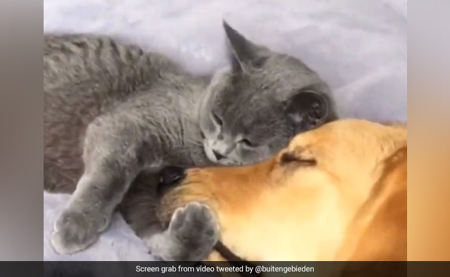 Watch: Cat And Dog Deliver Strong Friendship Message, Internet Overwhelmed