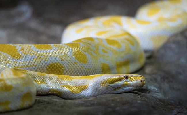 Scientists Want You To Eat More Pythons. Here's Why