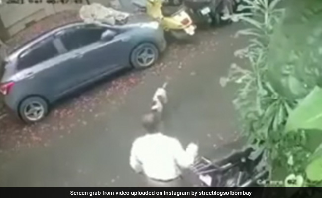 कुत्ते को पत्थर फेंककर शख्स ने मारा, पलटकर कुत्ते ने सिखाया ऐसा सबक, देखकर आप भी डर जाएंगे