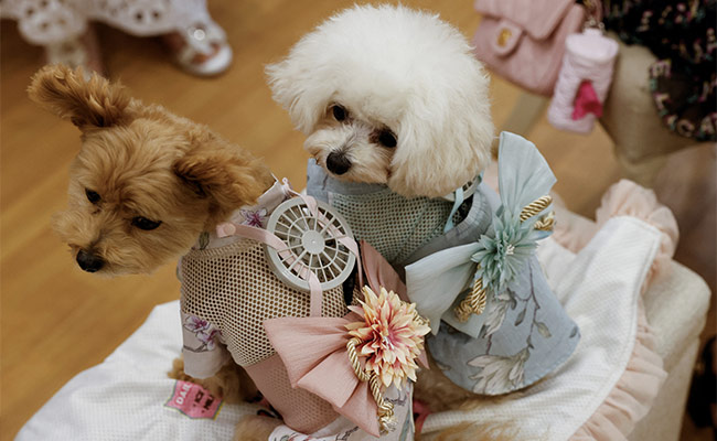 Cats And Dogs In Japan Get Wearable Fans To Beat The Heat