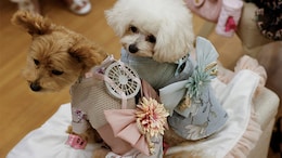 New York Pet Stores Rush To Sell Pets At Discounted Rates Before Sales Ban