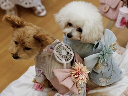 New York Pet Stores Rush To Sell Pets At Discounted Rates Before Sales Ban