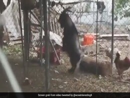 इंसानों की तरह दो पैरों पर चलता है ये बकरा, Video देख हंस-हंसकर लोटपोट हो जाएंगे आप इंसानों की तरह दो पैरों पर चलता है ये बकरा, Video देख हंस-हंसकर लोटपोट हो जाएंगे आप