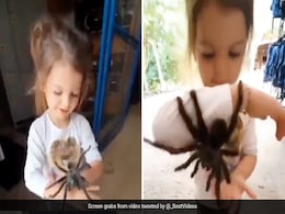 खतरनाक मकड़ियों को खिलौना बनाकर खेलती है ये बच्ची, Video देख खड़े हो जाएंगे रोंगटे खतरनाक मकड़ियों को खिलौना बनाकर खेलती है ये बच्ची, Video देख खड़े हो जाएंगे रोंगटे