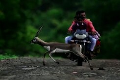 Video: 300 Blackbucks Roam Karnataka Villages, Poaching Fears Flagged Video: 300 Blackbucks Roam Karnataka Villages, Poaching Fears Flagged