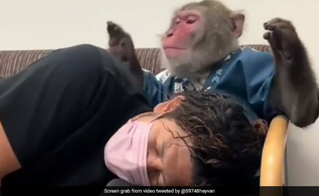 Viral Video Shows Monkey Consoling Man, Internet Says "Need This"