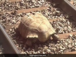 Escaped Giant Tortoise Halts Trains For Two Hours In UK Escaped Giant Tortoise Halts Trains For Two Hours In UK