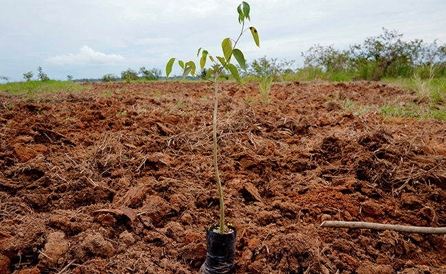Government Releases Draft Rules For Green Credit Programme Implementation