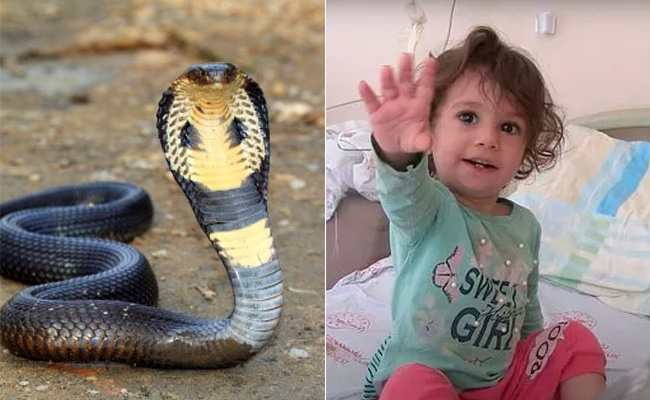 2 साल की बच्ची को सांप ने काटा, बच्ची ने पलटकर उसे भी काट लिया, जिससे सांप मर गया 2 साल की बच्ची को सांप ने काटा, बच्ची ने पलटकर उसे भी काट लिया, जिससे सांप मर गया