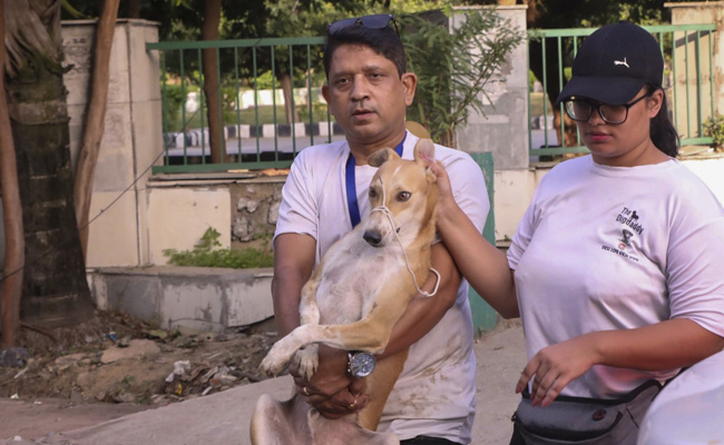 Before Twin Towers Were Brought Down, Street Dogs Taken To Safety