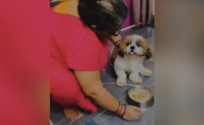 बच्चे की तरह बाहर घूमने के लिए ज़िद कर दिया डॉग ने, मां ने कहा- पहले खा लो, फिर घूमने जाएंगे