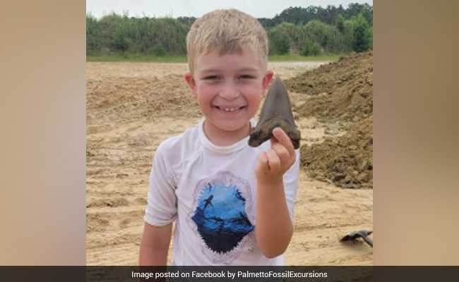 Boy Discovers Mega Tooth Of Prehistoric Shark In South Carolina: Report