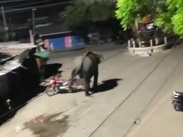 Video: Wild Elephant Takes A Walk Through Assam Town