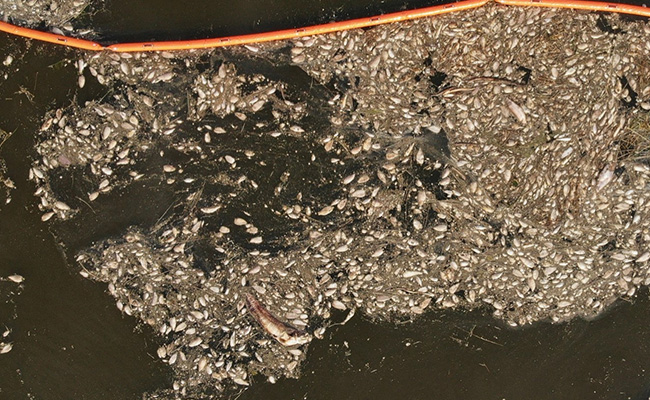 Mass Die-Off Of Fish In This Nation's River Hints At Ecological Disaster