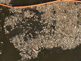 Mass Die-Off Of Fish In This Nation's River Hints At Ecological Disaster Mass Die-Off Of Fish In This Nation's River Hints At Ecological Disaster