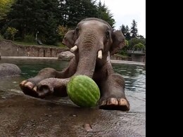 Viral Video Of Cute Animals Feasting On Watermelons Will Make Your Day