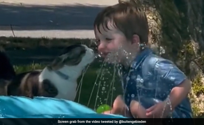 Boy And Kitten Drink Water From Sprinkler, Adorable Video Hit On Internet