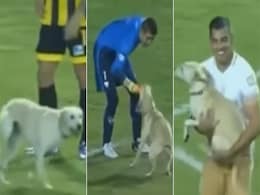 मैच के बीच मैदान में घुस आया कुत्ता, खेलने लगा फुटबॉल, देखें Viral Video मैच के बीच मैदान में घुस आया कुत्ता, खेलने लगा फुटबॉल, देखें Viral Video