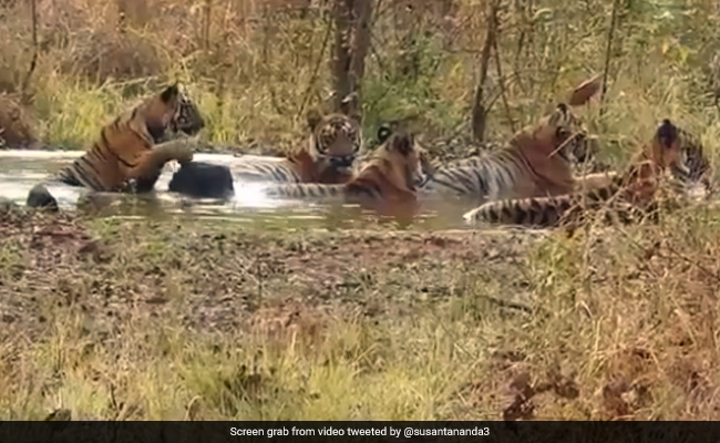 Video Of Tigers Having A "Pool Party" Is The Best Thing You'll See On Internet Today