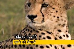 दक्षिण अफ्रीका से मध्यप्रदेश लाए जाएंगे चीते, वन मंत्री विजय साह ने NDTV से कही ये बात दक्षिण अफ्रीका से मध्यप्रदेश लाए जाएंगे चीते, वन मंत्री विजय साह ने NDTV से कही ये बात