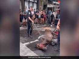 Viral Video : गर्मी से घोड़ा हुआ बेहोश...गाड़ीवान ने खड़ा करने को बरसाए कोड़े Viral Video : गर्मी से घोड़ा हुआ बेहोश...गाड़ीवान ने खड़ा करने को बरसाए कोड़े