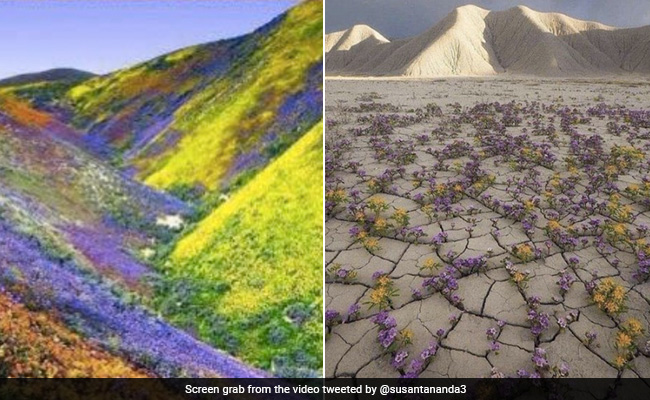 Atacama Desert Experiences Rare Flower Bloom, Photos Viral